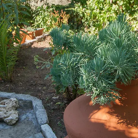 Angela * טרולוס